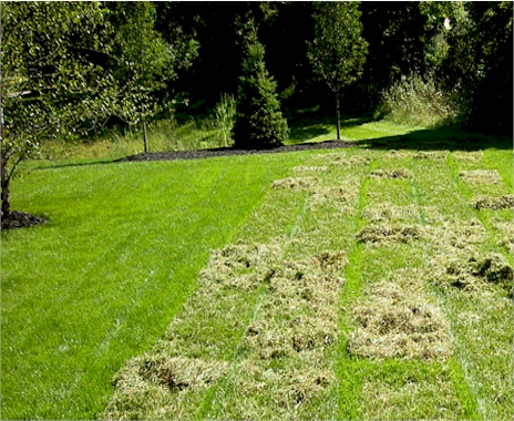 lawn-dethatching.jpg