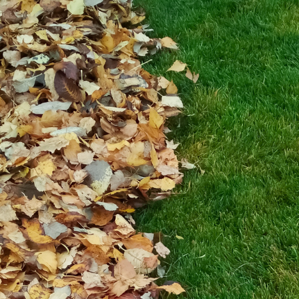 Elevate Your Landscape A large pile of leaves in a backyard with a wheelbarrow and a dog sitting in the background during autumn.