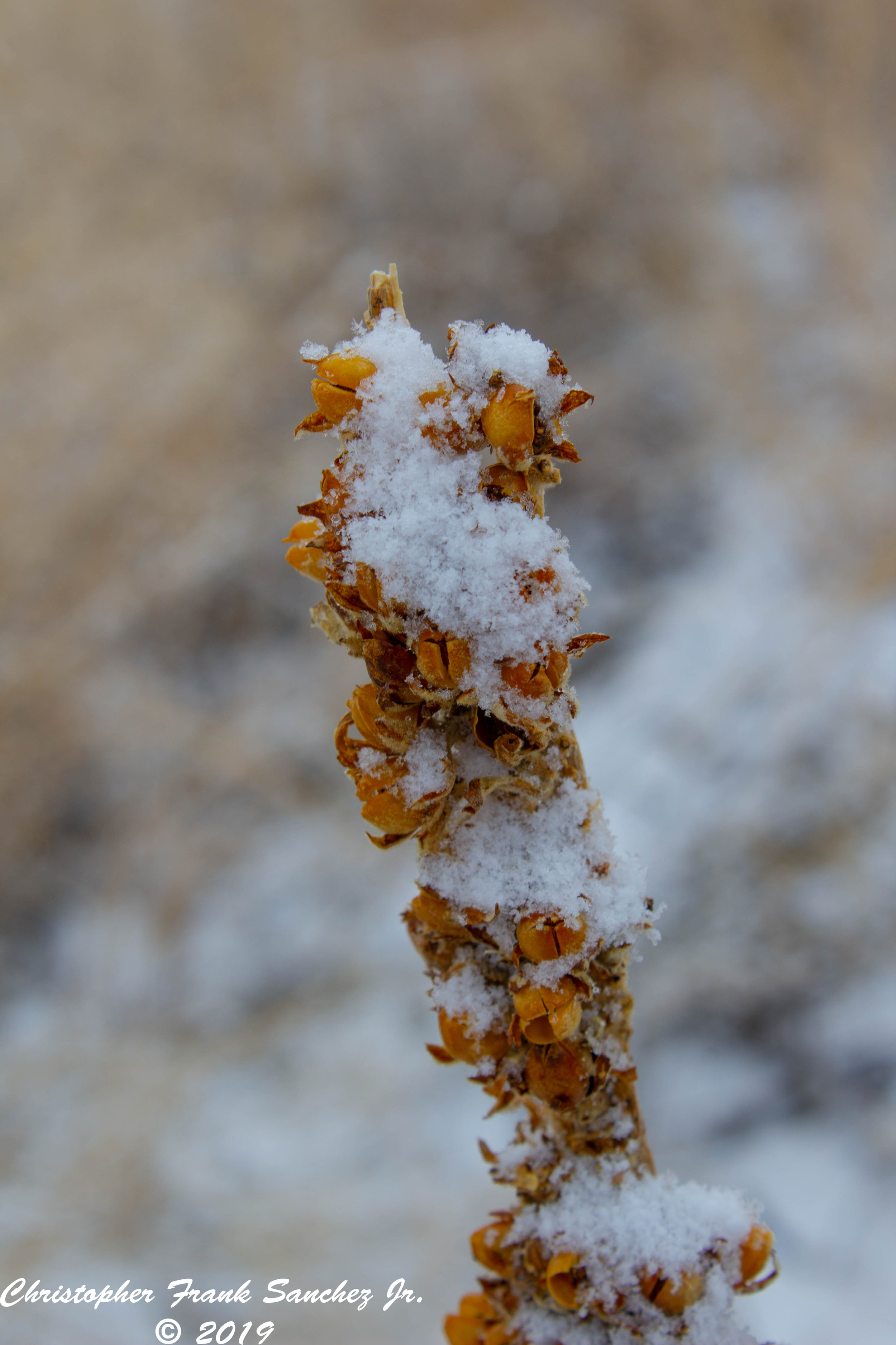 Snowy Flower.jpg