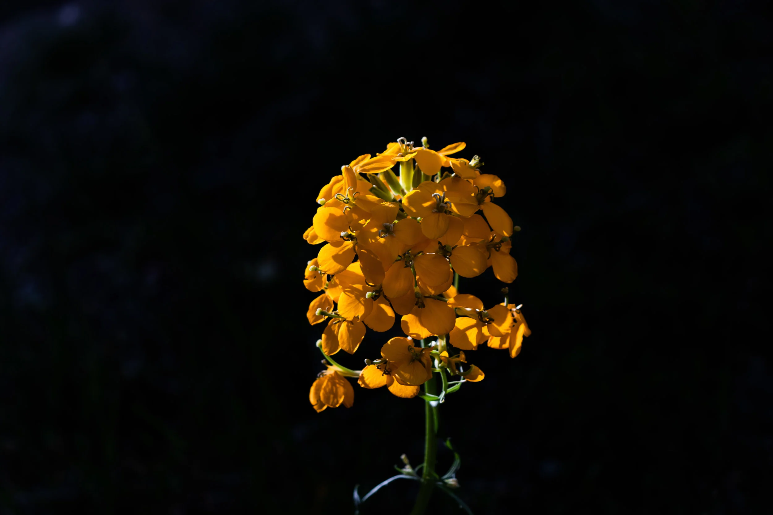 IMG_2614.jpg