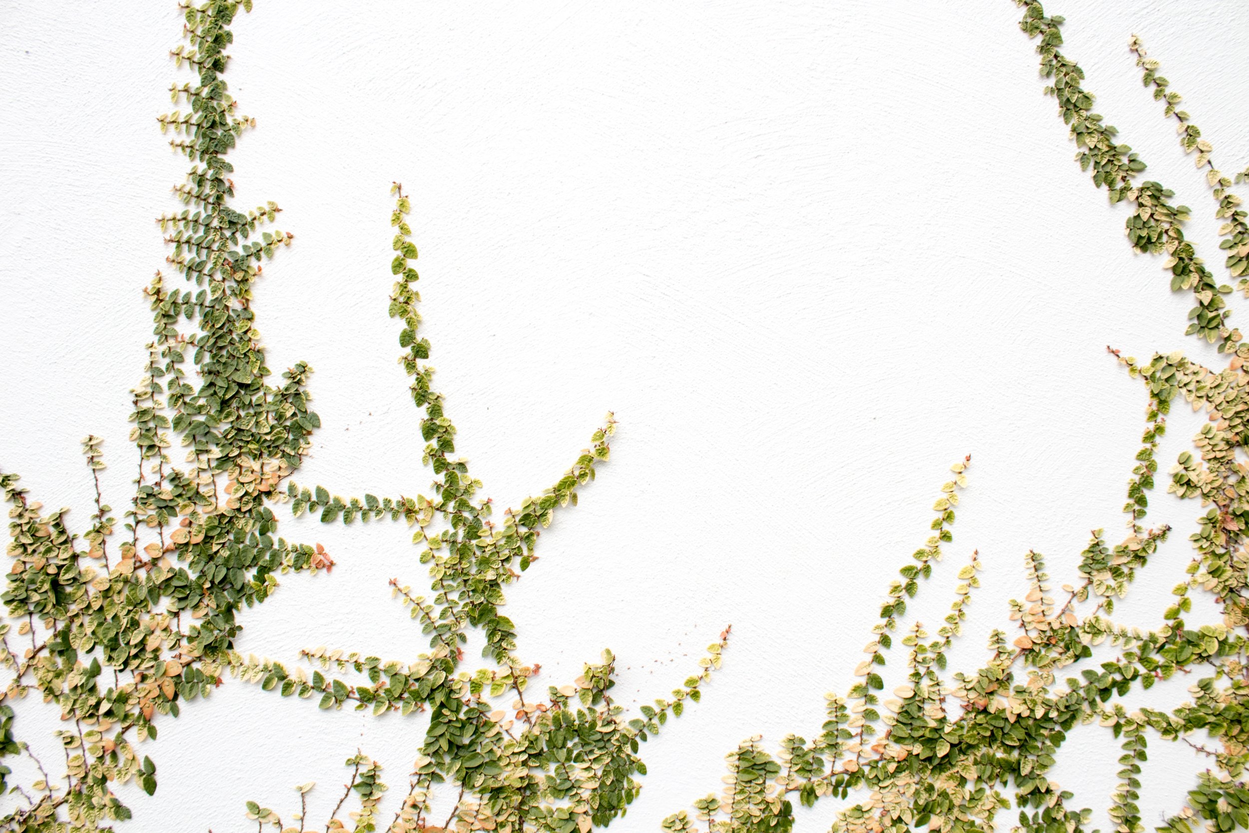 s-o-c-i-a-l-c-u-t-758179-unsplash.jpg