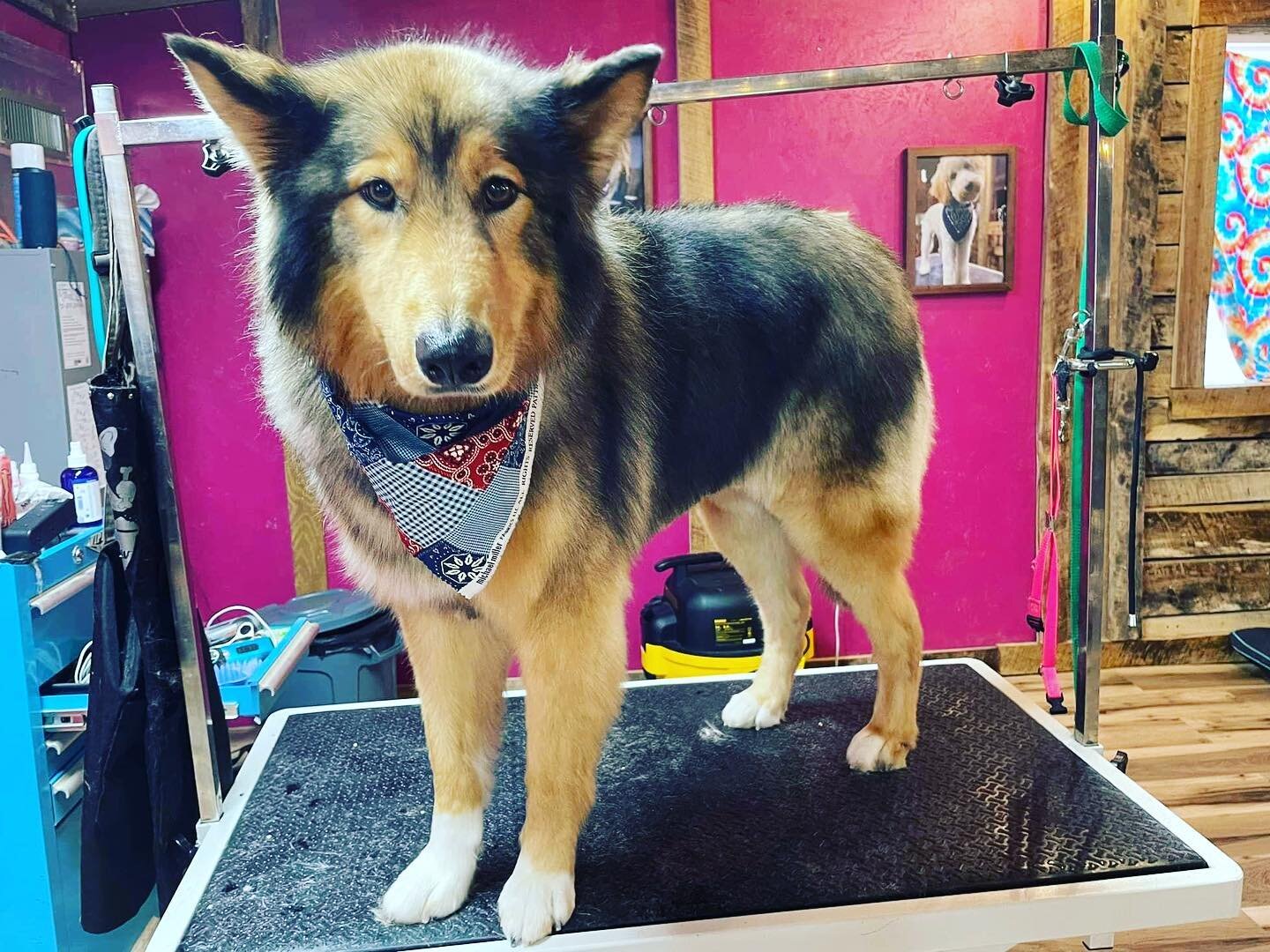 #stayplayspa 
Book your pup&rsquo;s #grooming appointment with us soon.. our spots are filling up quickly. ✨We are accepting new clients ✨
No need to take off work , drop off 7-9; pick up 4-6 for a kennel free play day before their groom🫶🏽 

☎️615-
