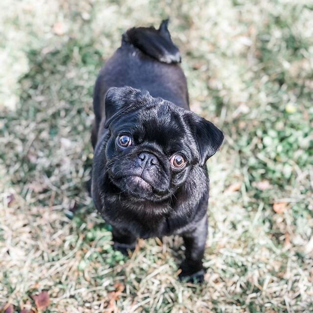 obsessed with this cutie 🐾 #pug #pugsofinstagram #puglife #blackpugsofinstagram #puppylove #puppykisses #paisleythepug