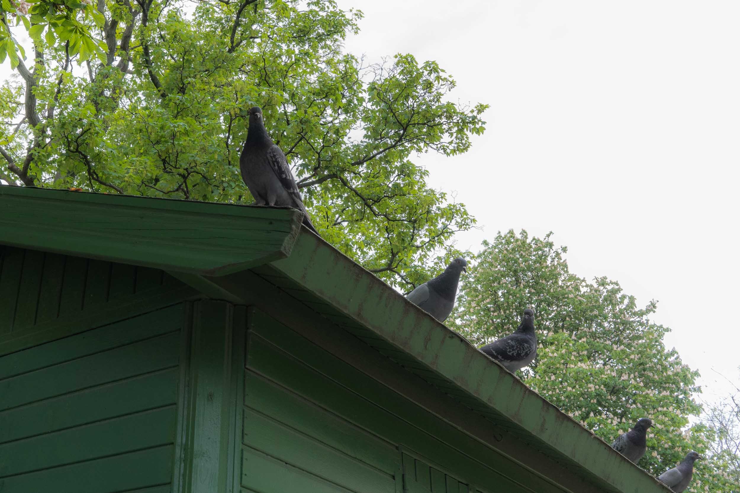 Day 39 : Friday 24 April 2020