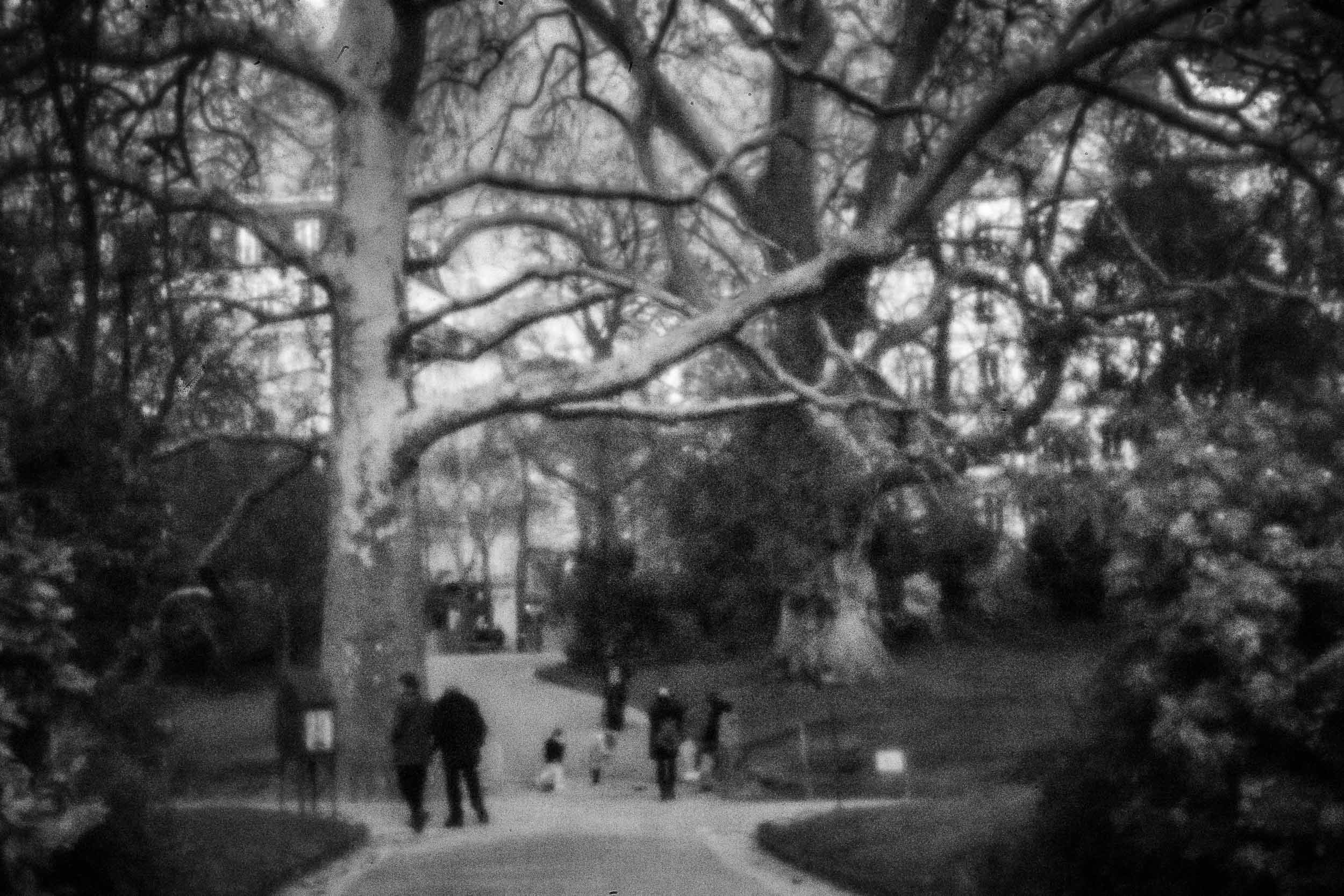 05-dreamy-old-trees-park-pinhole.jpg