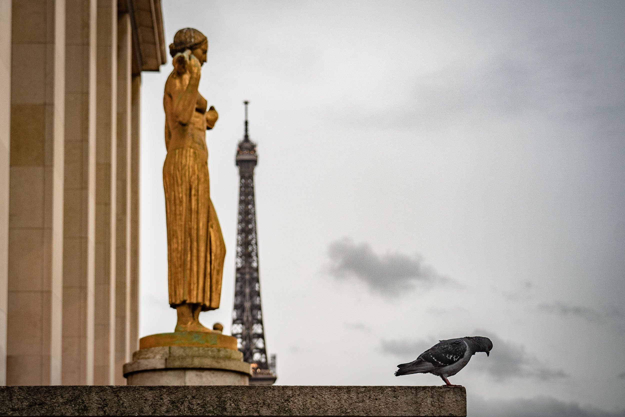 046-pigeon-trocadero-eiffel-tower-paris.jpg