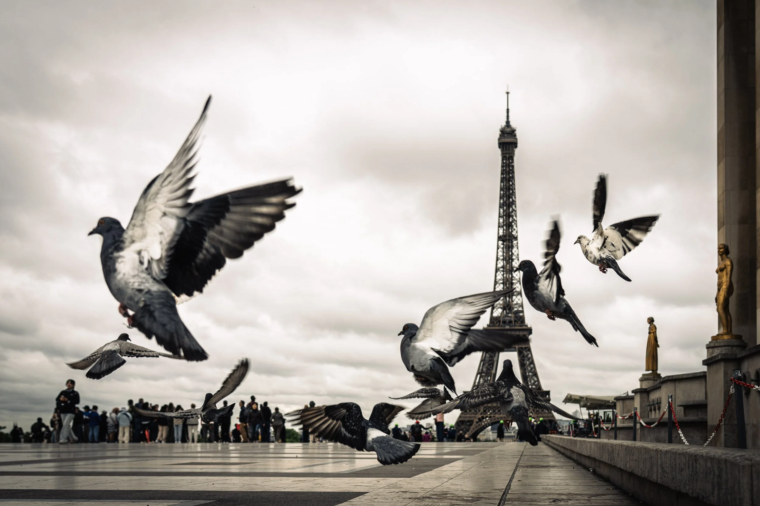 2025-6-pigeons-flying-trocadero-eiffel tower-merja-varkemaa.jpg