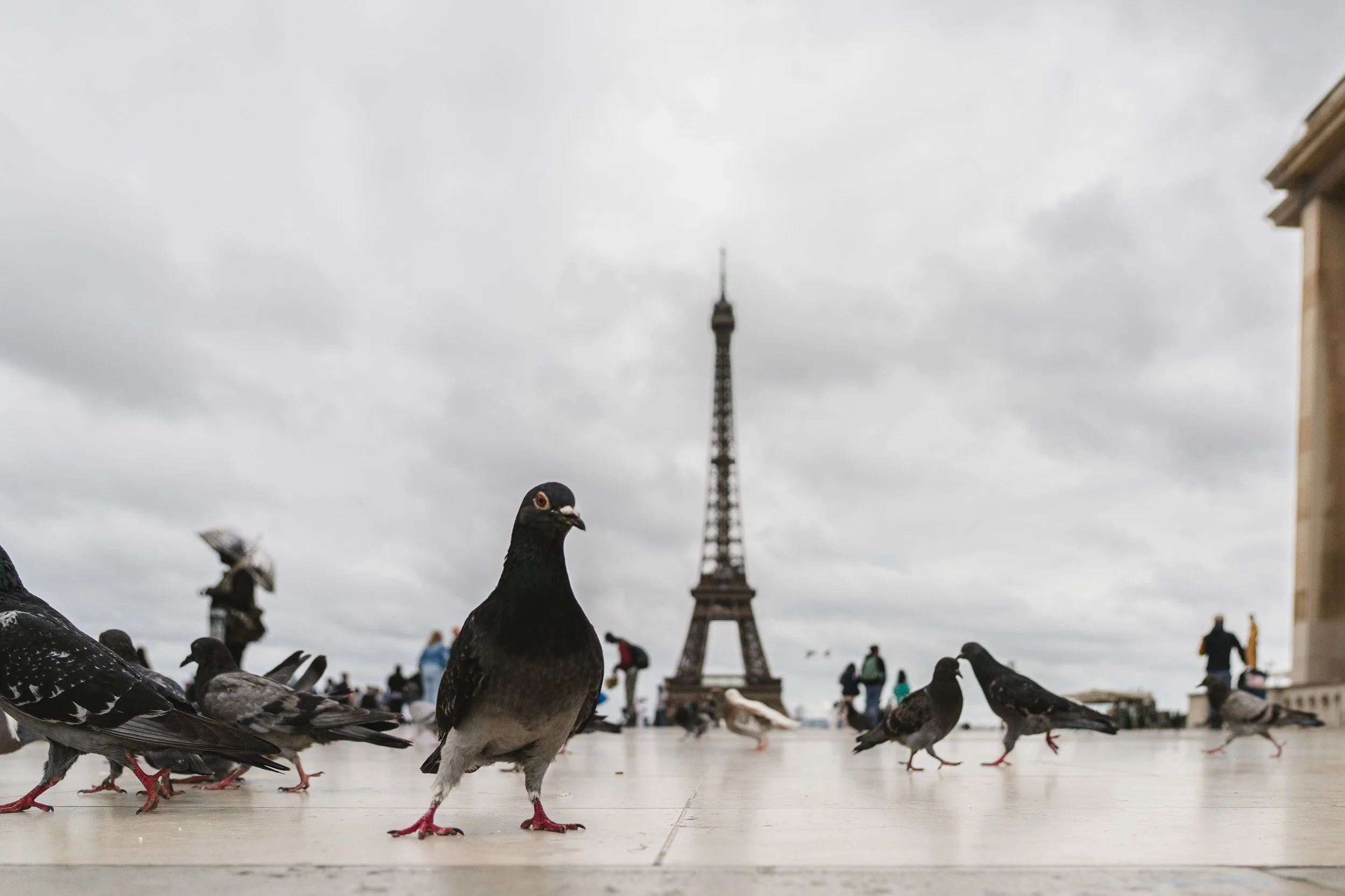merja_varkemaa_photography_pigeon-background-tour eiffel.jpg
