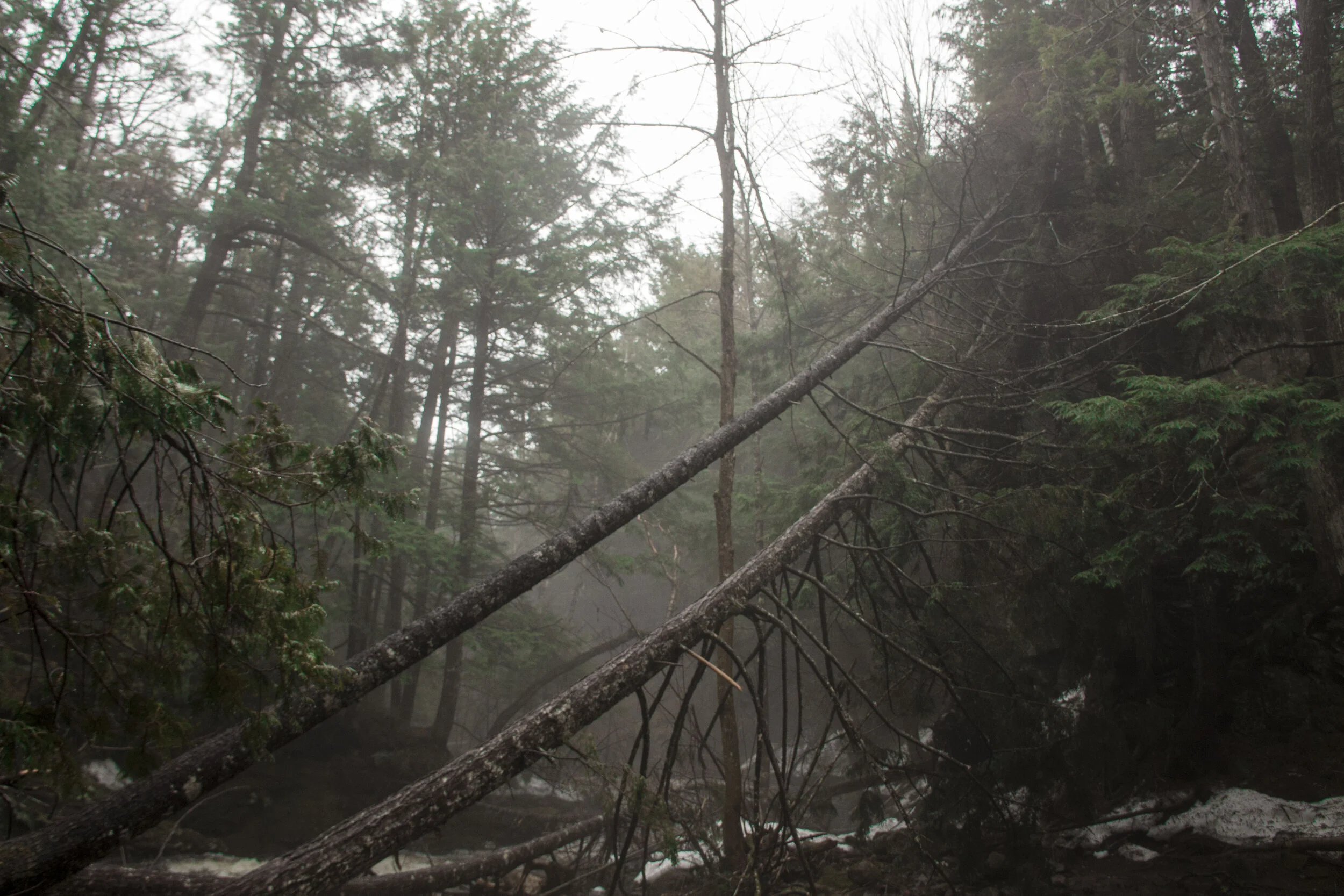  Photo par Hailley Fayle Photography, of Bear Island in New Brunswick https://www.instagram.com/hailley.hailley/ 