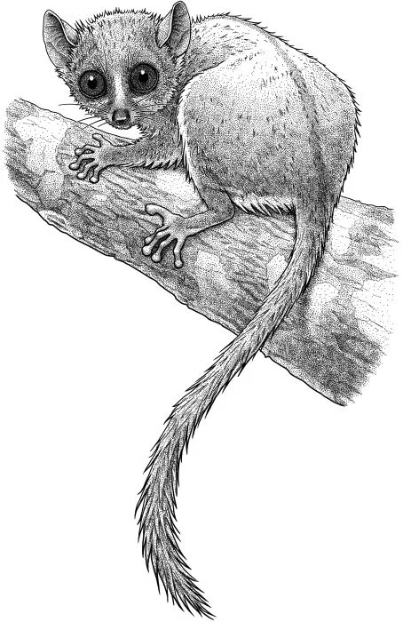 Madame Berthe’s mouse-lemur, Microcebus berthae Madame Berthe’s mouse-lemur, Microcebus berthae , is the smallest living primate. One would fit easily in your hand. Only about 8,000 individuals survive in Madagascar’s tropical dry forests. The species’ name honours Dr. Berthe Rakotosamimanana – or “Madame Berthe”, as her students and colleagues called her. Madame Berthe was born in 1938 and was educated in Madagascar and France before returning home to teach primatology at the Université d’Antananarivo. Madame Berthe taught thousands of Malagasy students. She was also a linchpin for scientific research in Madagascar – training Malagasy researchers and arranging for foreign researchers to visit and work with their Malagasy colleagues. If Microcebus berthae survives (its habitat is under threat), it will be thanks to Madame Berthe and the legion of scientists and conservation workers who are her legacy.