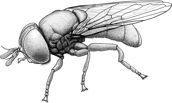 Mabel Alexander’s hoverfly, Cepa margarita Mabel “Margarita” Alexander (1894-1979) was the spouse of Charles Alexander, and together the Alexanders described and named over 11,000 new species of craneflies. But what does “together” mean? Mabel’s name doesn’t appear on most of the published papers. There’s a long and sorry history of male scientists being supported by uncredited women. There may be more to Mabel’s story than that, though. Even though she had no scientific training, Charles often expressed his belief that they were scientific partners, and late in their careers Mabel began to get formal credit as coauthor. One of Charles Alexander’s PhD students named Cepa margarita in Mabel’s honour; another species is Cepa alexander , and Mabel and Charles are united forever in that genus of flies, as they were over a long career in science.
