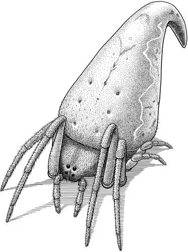 Sorting-hat spider, Eriovixia gryffindori For centuries, scientists have named species after characters from fiction. Linnaeus named hundreds of species after figures from Greek mythology; and there are species named for characters from Charles Dickens, Victor Hugo, Herman Melville, JRR Tolkien, Terry Pratchett, and many more. Do scientists read Harry Potter ? Consider the sorting-hat spider, Eriovixia gryffindori . It’s named for Godric Gryffindor, the original owner of the magical hat that sorts Hogwarts students into houses. This spider was named by Javed Ahmed and collaborators, who explained that the “uniquely shaped spider derives its name from the fabulous…sorting hat, owned by the…medieval wizard Godric Gryffindor…stemming from the powerful imagination of Ms. J. K. Rowling, wordsmith extraordinaire. An ode from the authors, for magic lost, and found.” (Ahmed et al. 2016 Journal of Arachnology 5:24)