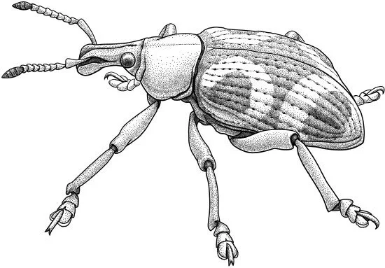 Stan Vlasimsky’s weevil, Eupholus vlasimskii Sometimes, scientists use species names to raise money for research or for conservation. Stan Vlasimsky paid $4,000 to have this dramatically patterned weevil named for him – and he paid similarly to have an orchid named for his wife, and a butterfly, a lizard, and two frogs named for his four children. These are part of a larger program, BIOPAT, run by a consortium of German research institutes that has raised almost a million dollars this way. Some scientists are horrified by the notion of selling names; others are enthusiastic about a chance to raise sorely-needed research and conservation money while also raising the profile of species discovery.