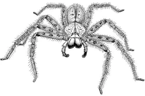 David Bowie’s spider, Heteropoda davidbowie Over David Bowie’s 50-year-long musical career, he reinvented himself constantly; but fans will remember his early-1970s alter ego Ziggy Stardust. Bowie-as-Ziggy roamed the stage thin, long-legged, and orange-haired, and was backed by his band, “The Spiders From Mars”. Heteropoda davidbowie is a spider (although from Malaysia, not Mars), and like Ziggy it’s thin, long-legged, and orange-haired. Among celebrity musicians with species in their honour: Lady Gaga (a fern and a planthopper), Beyoncé (a horsefly), all four Beatles (trilobites), Mark Knopfler (a dinosaur), and Jerry Garcia (a roach, of course). There’s no reason that naming species can’t be fun.