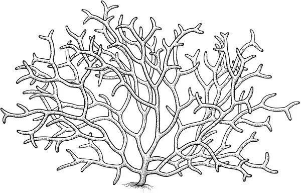 Isabella Abbott’s red alga, Iziella abbottiae The practice of scientific naming evolved in Europe, and sadly, those honoured in scientific names are overwhelmingly white, Western men. The neglect of other groups is most dramatic with respect to Indigenous people. There are species named for Indigenous peoples (like the leafcutter bee Hoplitis shoshone ), and species named for Indigenous warriors, emperors, and the like (the butterfly Parides montezuma ). What’s lacking: names for Indigenous individuals, honoured for their contributions to science. Partly, Indigenous people have been excluded from science; and partly, they’ve been neglected in naming. The alga Iziella abbottiae is a refreshing counterpoint, named for the first Indigenous Hawai’ian woman to earn a PhD in science. She was an authority on red algae and wrote extensively about Hawai’ian traditional knowledge of marine biology. Many more Isabella Abbotts are out there, waiting for science to include them and tap their potential.