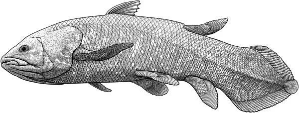 African coelacanth, Latimeria chalumnae On December 22, 1938, a young museum curator in East London, South Africa got a phone call. Would she like to pick through a haul of fish brought into port by the trawler Nerine ? Marjorie Courtney-Latimer headed to the docks, and there discovered a 5-foot, blue-and-silver fish like nothing she’d ever seen before. She preserved it, working frantically without access to much equipment, and the specimen shook the scientific world. That’s because it proved to be a coelacanth, a living member of a fish family known only from fossils and thought to have been extinct for 65 million years. J.L.B. Smith, the ichthyologist who identified and named the specimen, refused Latimer’s suggestion that it be named for the trawler’s captain. “ Scientific workers have cause to be grateful ”, he wrote, “ and the name Latimeria stands as my tribute .”