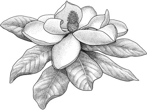 Southern magnolia, Magnolia grandiflora Few people realize that the name “ Magnolia ” refers to a person; but it honours Pierre Magnol, a 17th century French botanist who made important strides in understanding plant relationships. His work, although he didn’t know it, was a big step toward the realization that all life on Earth has a common evolutionary origin. But Magnol spent much of his life outside French scientific institutions, because he was a Huguenot: a Protestant in Catholic France, subjected to official and unofficial discrimination. How many brilliant scientists are still sidelined by xenophobia and intolerance? Every spring, when the magnolias blossom and promise that summer is coming, their name might also promise hope for a more inclusive future.