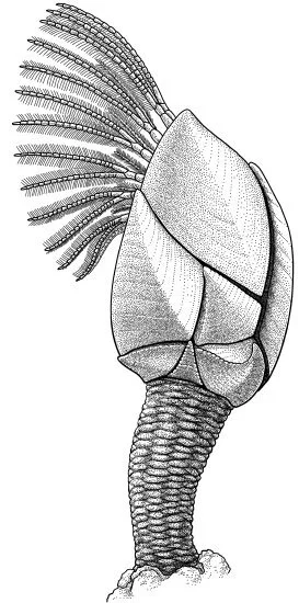 Charles Darwin’s barnacle, Regioscalpellum darwini More than 300 species are named for Charles Darwin: plants, insects, worms, algae, mushrooms, sponges, frogs, birds, and even a dinosaur. The honour paid to Darwin is completely appropriate: his 1859 book On the Origin of Species by Means of Natural Selection is the most important scientific work ever written. The Origin explains both the similarity of all life on Earth (via its single evolutionary origin) and its diversity (via natural selection and evolutionary change). But Darwin wrote many other books – among them, works on coral reefs, worms, orchids, carnivorous plants, and barnacles. He published his barnacle books before The Origin , and they went a long way in establishing his reputation as a biologist. They also consumed eight years of his life in painstaking work, and once led Darwin to remark “I hate a barnacle as no man ever did before” .