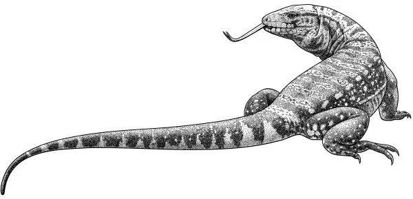Argentine giant tegu, Salvator merianae This lizard’s name honours Maria Sibylla Merian (1647-1717), a brilliant naturalist far ahead of her time. Merian’s family were publishers, and as a child she collected flowers and insects to be illustrated. In 1679, she published an important book on caterpillars, linking egg to caterpillar to butterfly at a time when many scientists still believed caterpillars were spontaneously generated from dew. In 1699, Merian sailed to Suriname so she could observe and paint insects in the tropical rain forest. She was the first European to report on what lived in the rain forest canopy, in her masterwork, Metamorphosis Insectorum Surinamensium . After she died, her work was revered, then criticized, then forgotten – and in the 1970s, rediscovered. The Argentine giant tegu appeared in one of her Suriname paintings, which showed her appreciation of ecological food webs – long before ecology was a science.