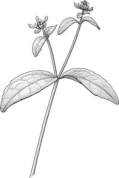 Eastern St. Paul’s wort, Sigesbeckia orientalis Carl Linnaeus named Sigesbeckia for the Prussian botanist Johann Siegesbeck – but he didn’t mean to honour him. Instead, Linnaeus named the weedy and unattractive plant as an insult, because the two botanists had squabbled over the merits, and the morality, of Linnaeus’s system for classifying plants based on their sexual parts. Scientists have very occasionally yielded to temptation, naming a species to insult someone they despise. Sometimes the insulted party hits back: consider Elsa Warburg’s naming of the trilobite Isbergia parvula (“deficient”) for Orvar Isberg, and Isberg’s retaliation with the mussels Warburgia crassa (“fat”) and Warburgia iniqua (“unjust”). We shouldn’t admire this, but we can be amused.