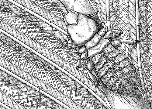 Gary Larson’s louse, Strigiphilus garylarsoni Some people have beautiful orchids named after them, or majestic soaring birds of prey, or graceful antelopes. Gary Larson got a louse. Gary Larson is the cartoonist behind The Far Side , which often made weird but insightful jokes about scientists and nature. Biologists in particular loved The Far Side , and one biologist thanked Larson by naming Strigiphilus garylarsoni – a louse that infests an African owl – for him. Larson’s reaction: “I considered this an extreme honor. Besides, I knew no one was going to write and ask to name a new species of swan after me. You have to grab these opportunities when they come along.” Gary Larson: prizewinning cartoonist, and all-around good sport.