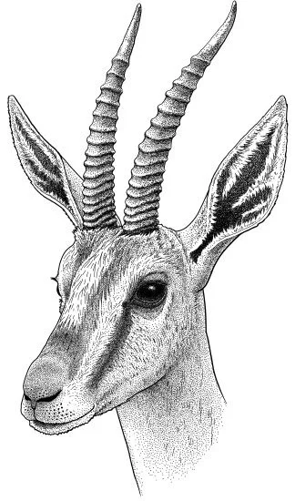 Cuvier’s gazelle, Gazella cuvieri Cuvier’s gazelle was named for Georges Cuvier (1769-1832), a French zoologist and paleontologist. Cuvier made brilliant contributions to science; for example, he was among the first to show that species that once lived are now extinct. However, he also held racist views on human biology that were widespread in his time, but that we now understand to be shoddily reasoned and offensive. What should we do when a species is named after someone less than admirable? A statue can be taken down, but a species name can’t be changed. Perhaps names like Gazella cuvieri can remind us that people we admire may someday prove to have feet of clay, and that people can’t be sorted into tidy boxes labelled “good” and “bad”.