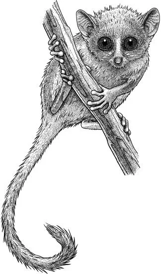 Madame Berthe’s mouse-lemur, Microcebus berthae Madame Berthe’s mouse-lemur, Microcebus berthae , is the smallest living primate. One would fit easily in your hand. Only about 8,000 individuals survive in Madagascar’s tropical dry forests. The species’ name honours Dr. Berthe Rakotosamimanana – or “Madame Berthe”, as her students and colleagues called her. Madame Berthe was born in 1938 and was educated in Madagascar and France before returning home to teach primatology at the Université d’Antananarivo. Madame Berthe taught thousands of Malagasy students. She was also a linchpin for scientific research in Madagascar – training Malagasy researchers and arranging for foreign researchers to visit and work with their Malagasy colleagues. If Microcebus berthae survives (its habitat is under threat), it will be thanks to Madame Berthe and the legion of scientists and conservation workers who are her legacy.