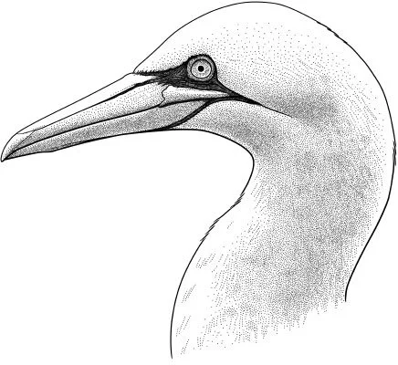 Northern Gannet, Morus bassanus Not every scientific name is apt. Gannets are awkward on land and rather fearless in their breeding colonies, so they were named Morus from Ancient Greek “moros”, meaning
