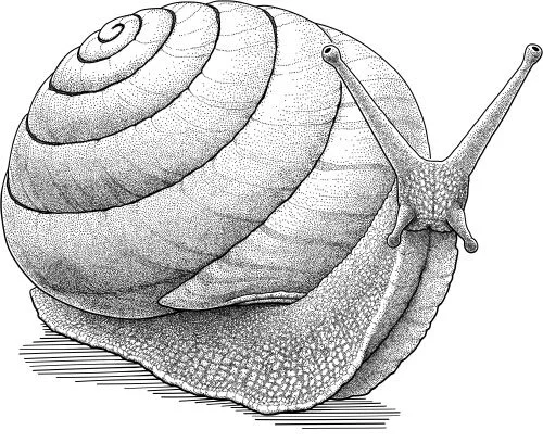 Spurling’s excellent land snail, Spurlingia excellens A dozen species of small Australian land snails share the genus name Spurlingia . The name honours a 19th century shell collector, William Spurling. You’ve never heard of Spurling; hardly anyone has. Spurling was killed in his early 20s, during a collecting expedition in 1854. He was a ship’s mate and field hand, not a famous zoologist like Charles Darwin or Alfred Russel Wallace. When we think of pioneering scientists we think of Darwin or Wallace; but for every Darwin there were hundreds of Spurlings: unheralded, likely uneducated, and unremembered. Spurlingia pays tribute not just to William Spurling, but to all the unremembered without whom science would not advance.