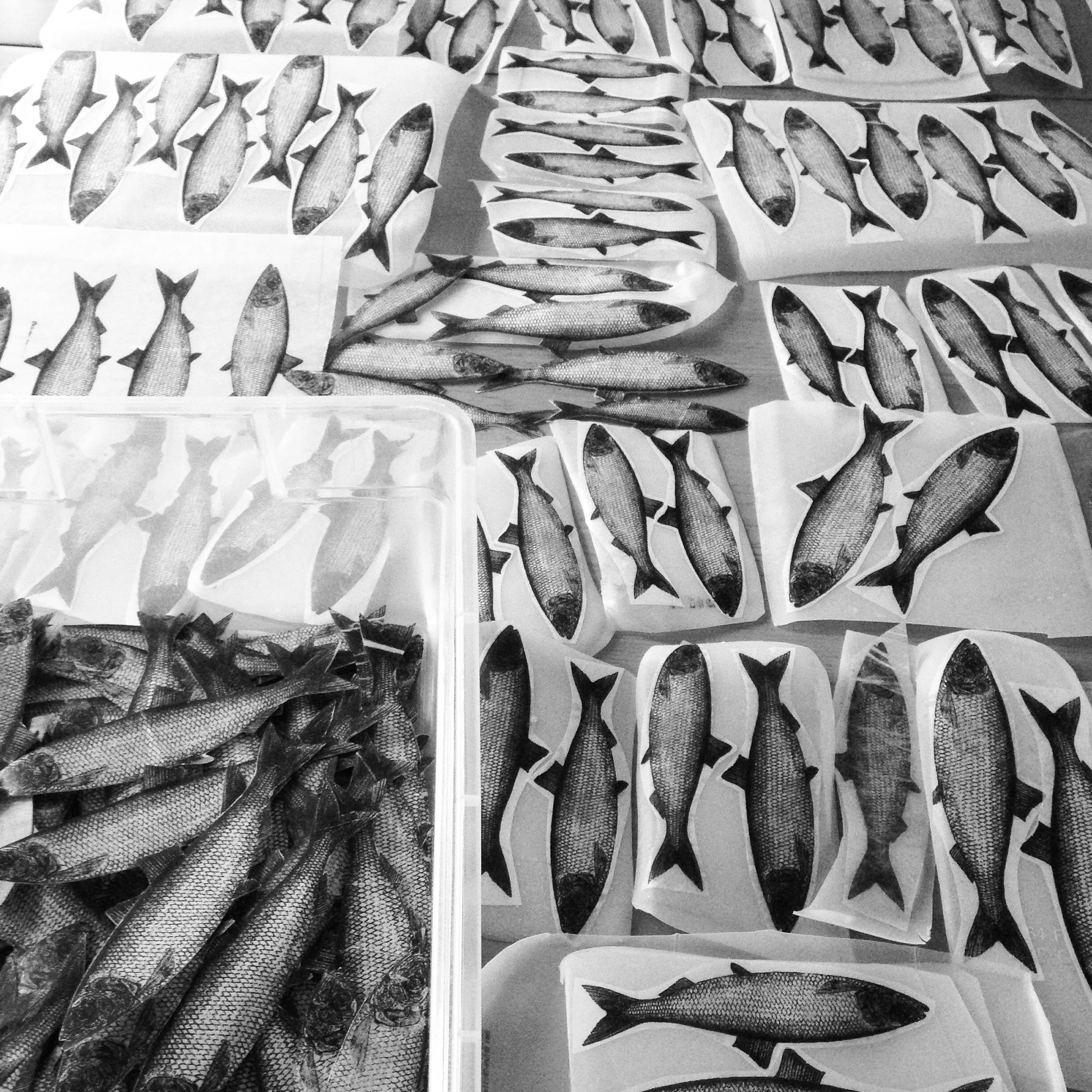  Janice Wright Cheney’s sardines in process. (Submitted by Janice) 