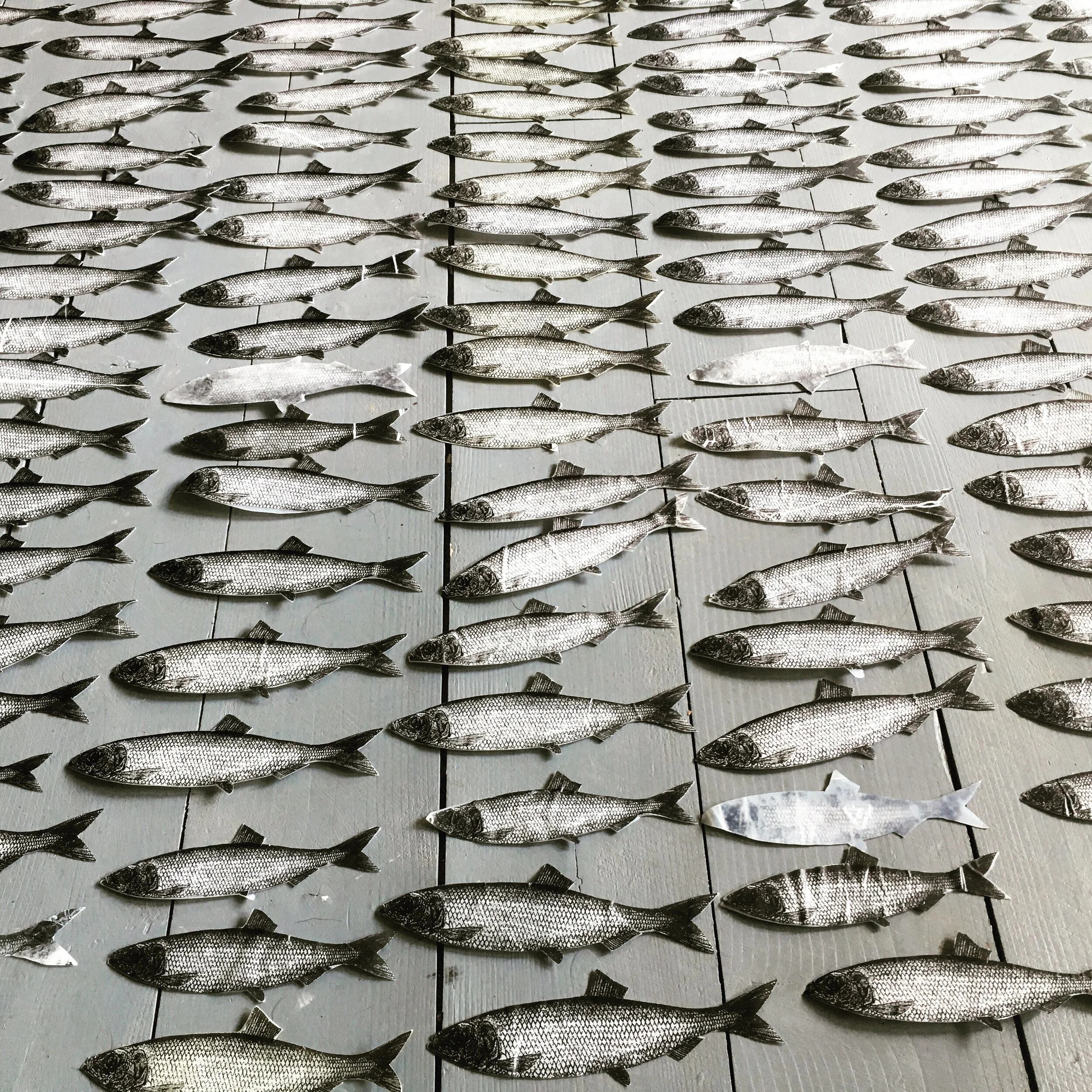  Up-close photos of Janice Wright Cheney’s sardines for her installation  Sardinia . (Submitted by Janice) 