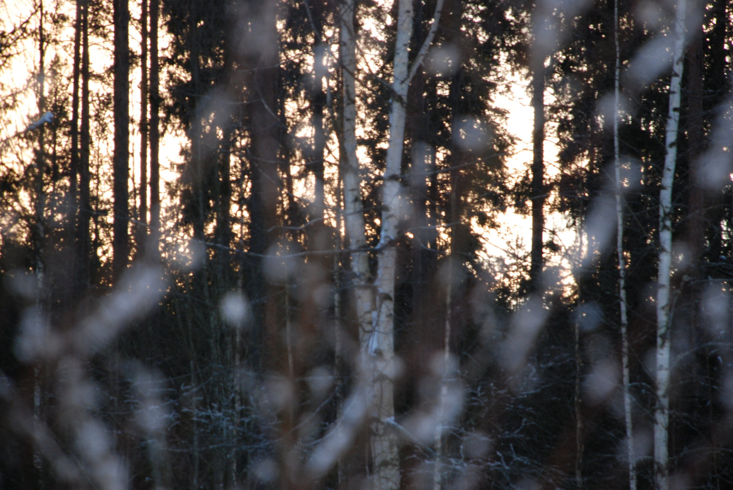 DSC_0572.JPG
