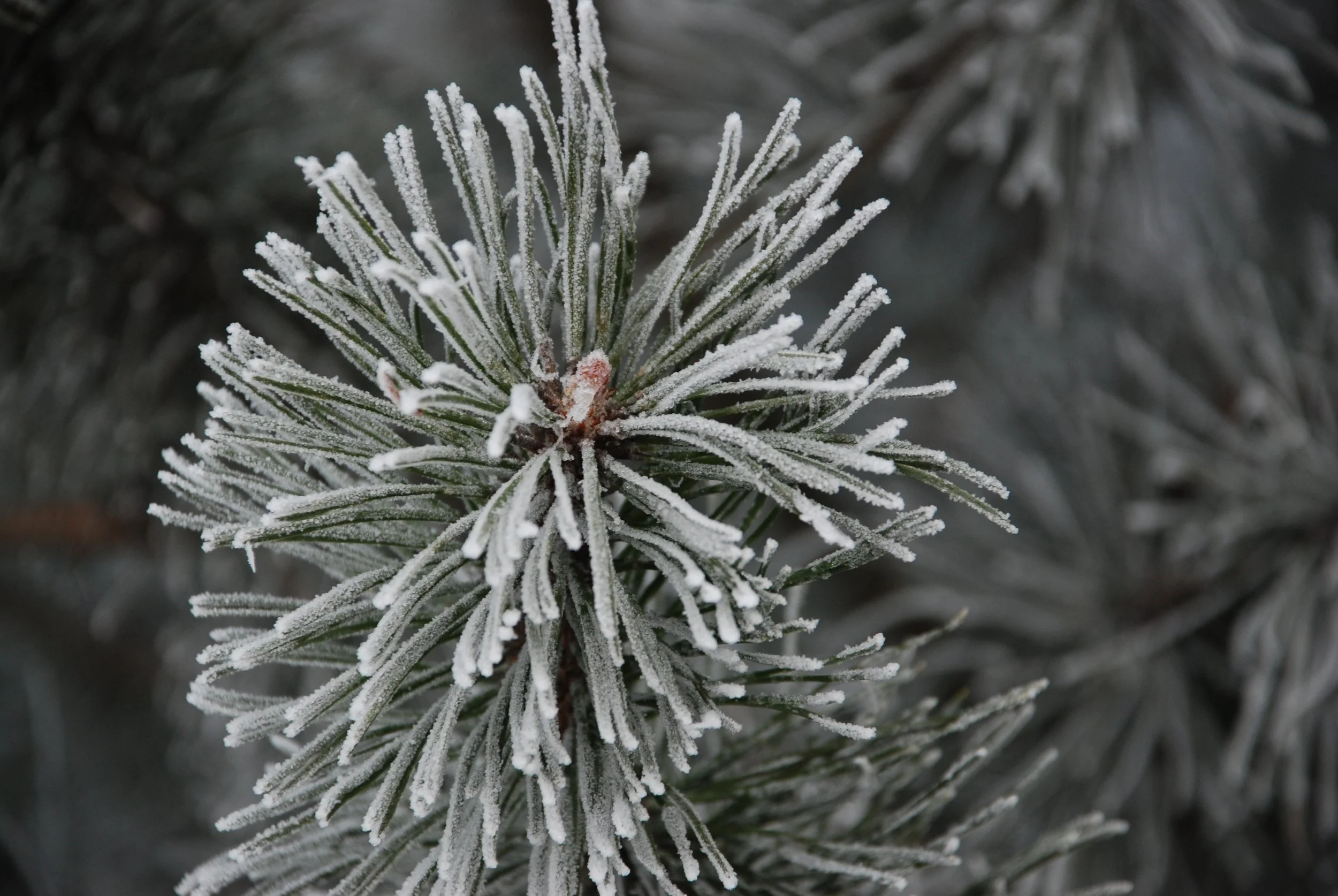 DSC_0634.JPG