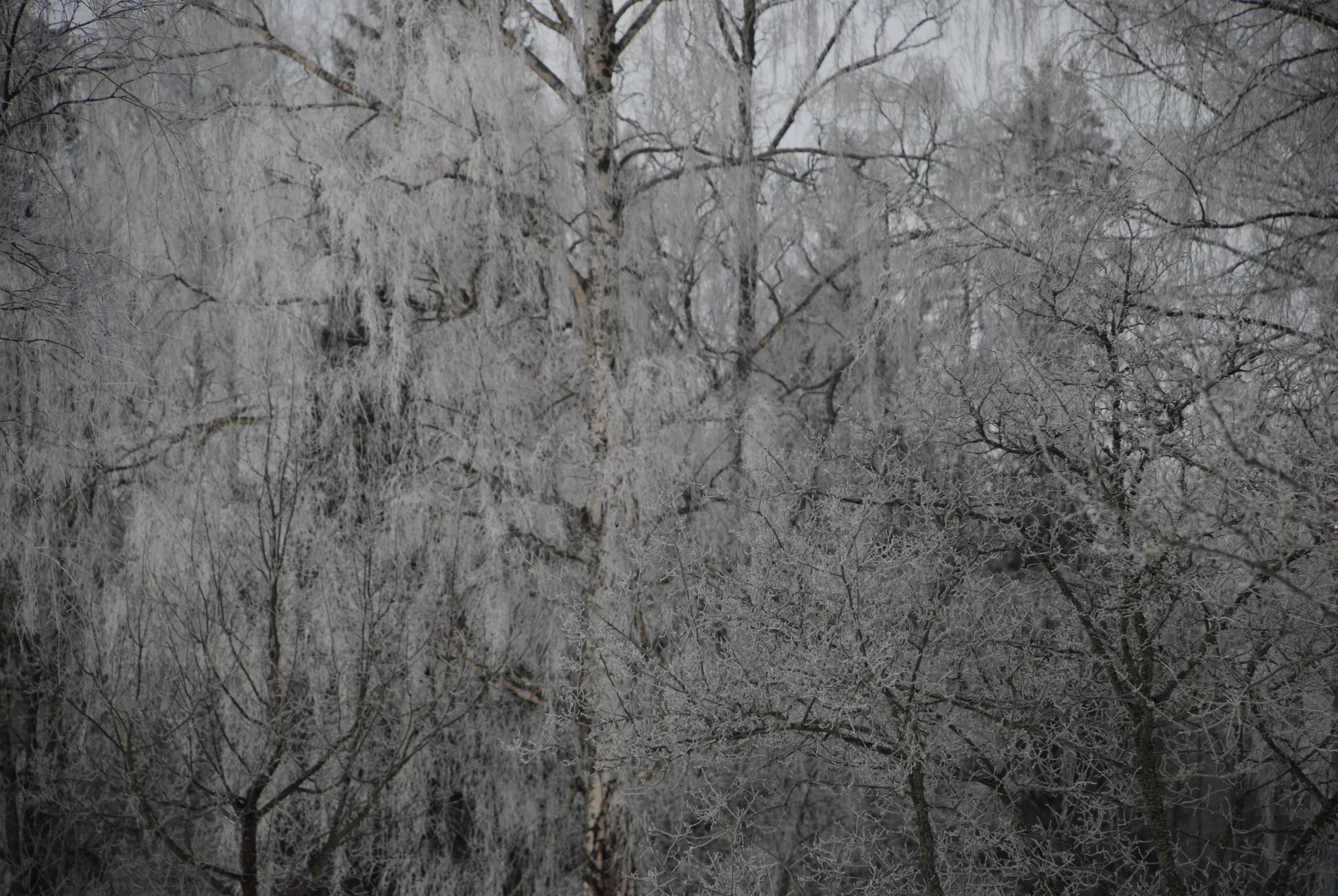 DSC_0648.JPG