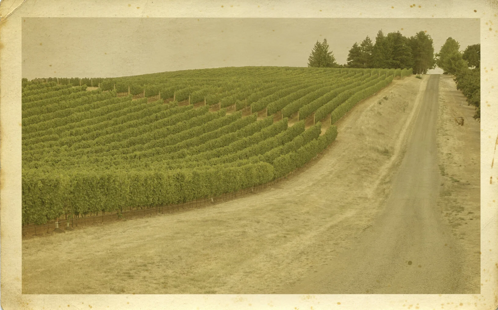 vineyard sepia.jpg