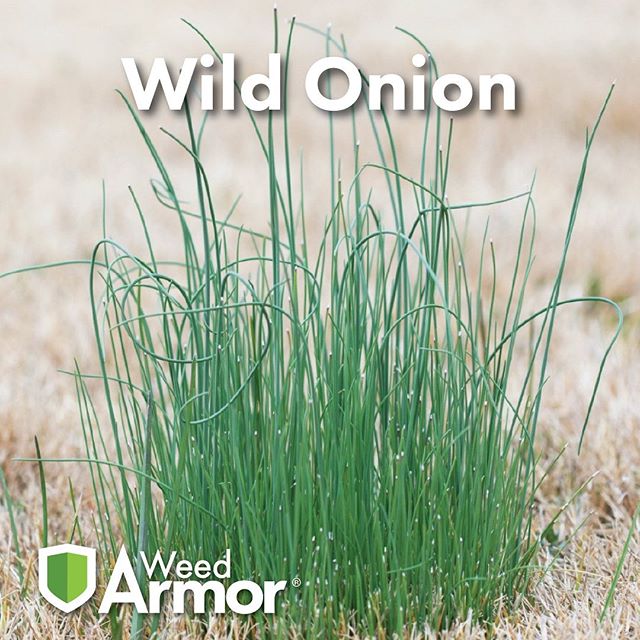 #knowyourweedswednesday 
Wild Onion is a pretty invasive perennial weed that can pop up in your lawn and garden. It tends to show itself in the fall, as it starts to cool down. You can keep an eye out and also use your sense of smell, it produces a s