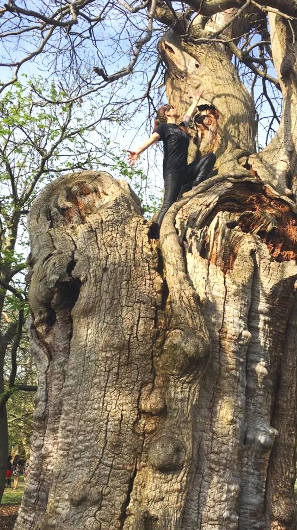 Greenwich England Trees
