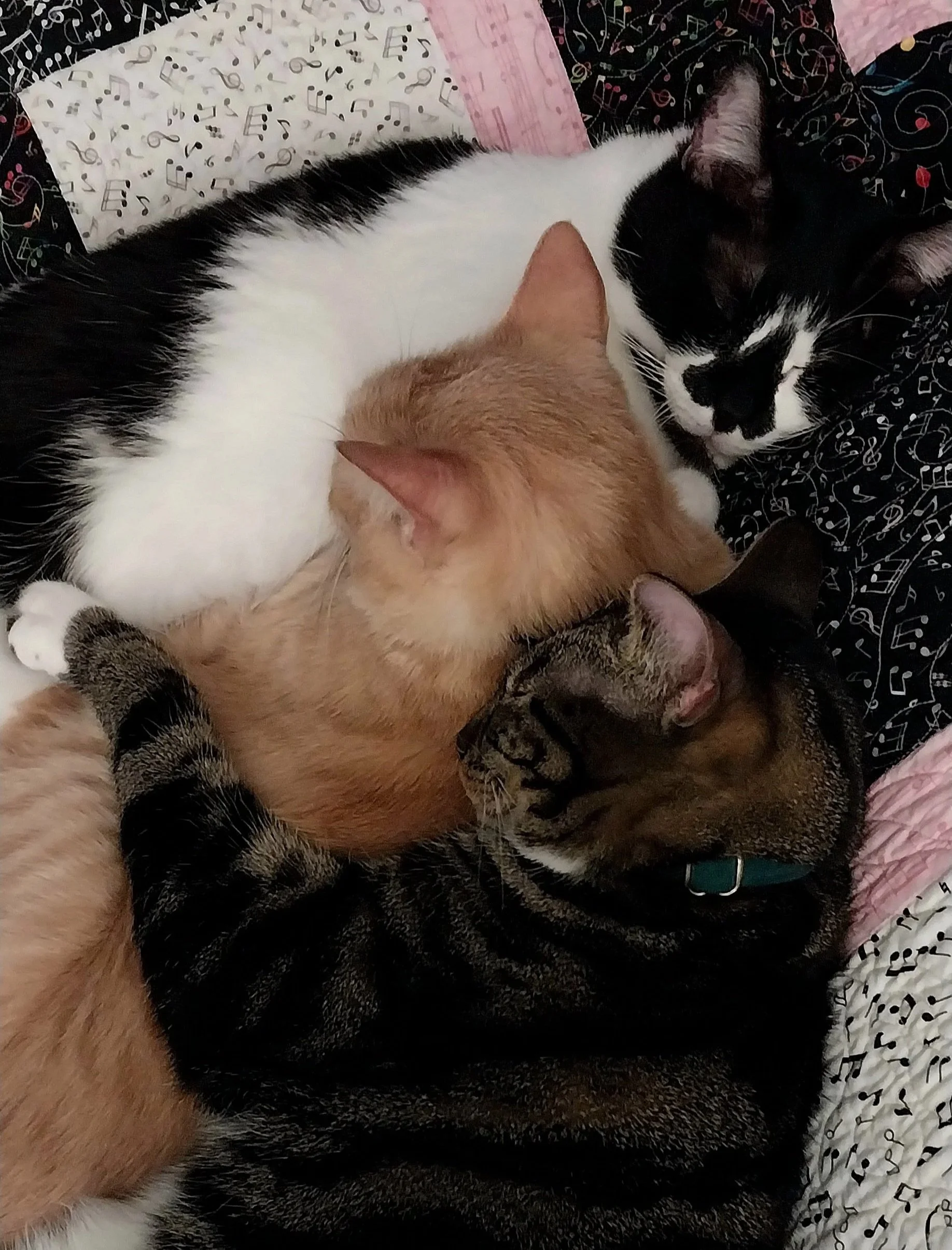 Meeko-Pidge-Jace-Snuggling.jpg