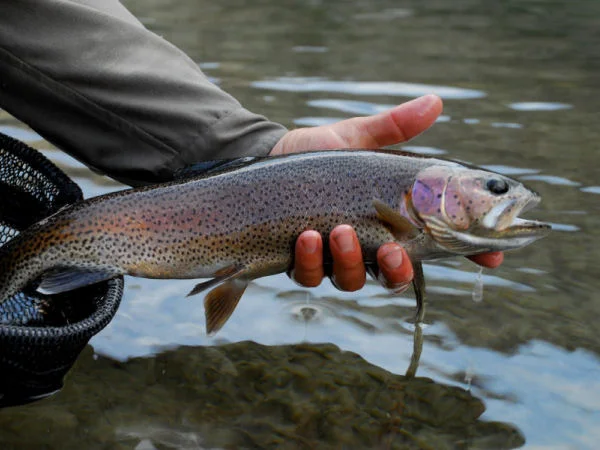 golden_trout.jpg