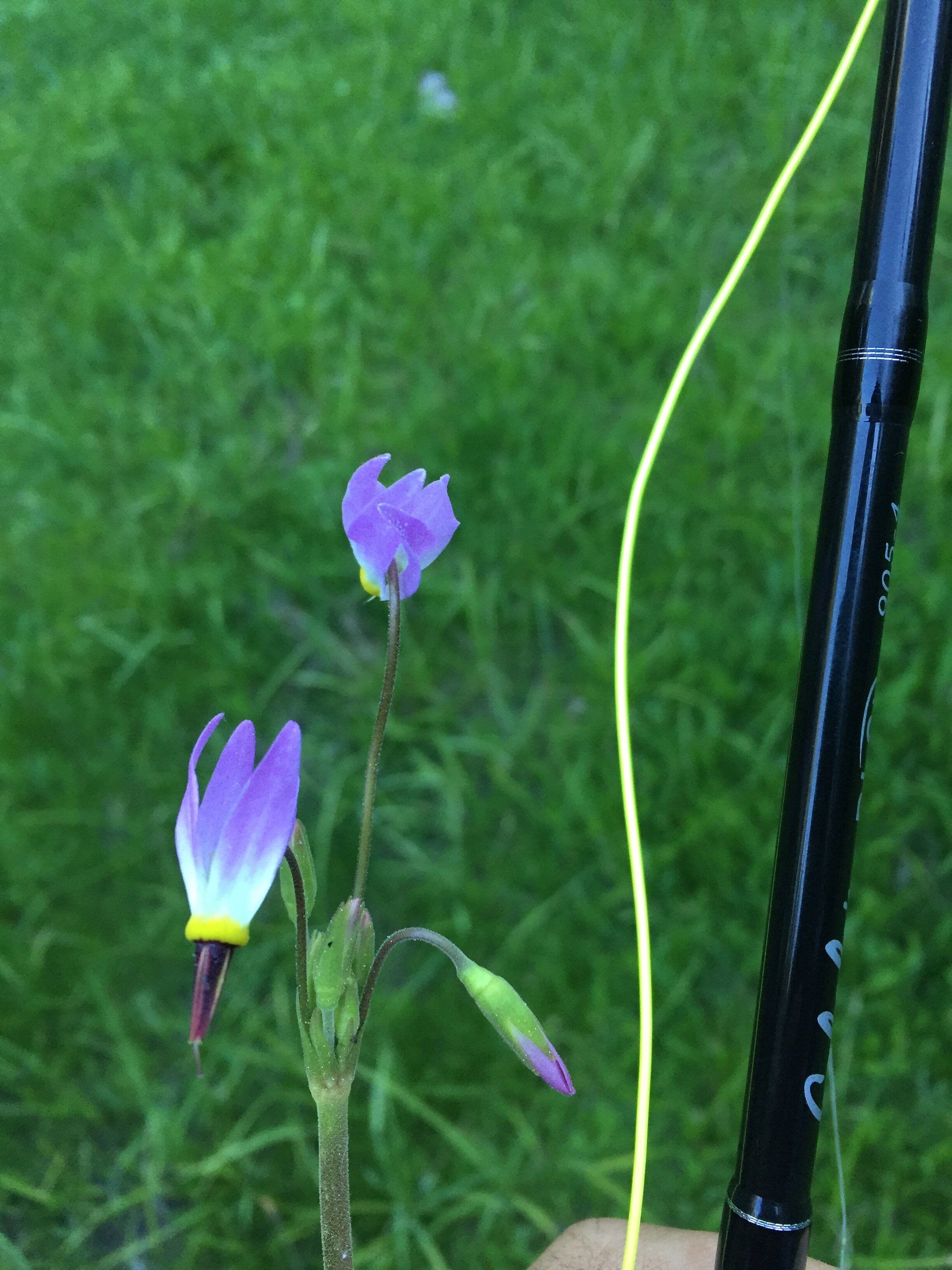 IMG_8208.JPG