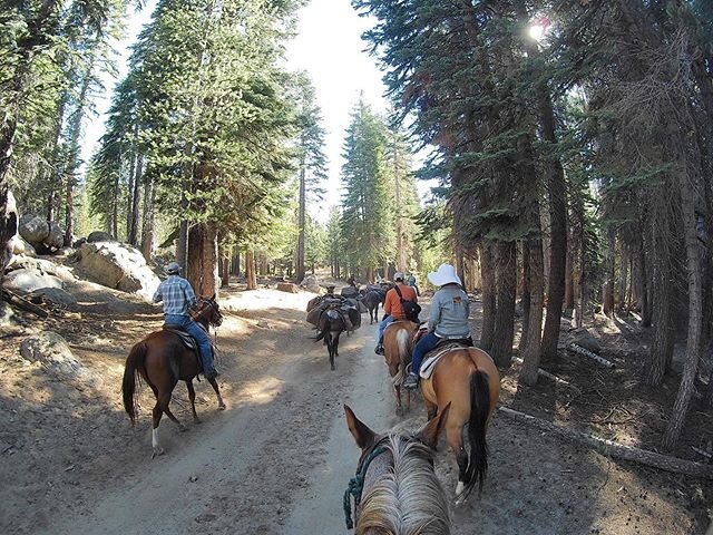 Who&rsquo;s ready for a ride on a good ole mountain bronc? Kidding, our horses rarely ever get out of first gear on the trail and we save the frisky ones for the wranglers anyway 😎