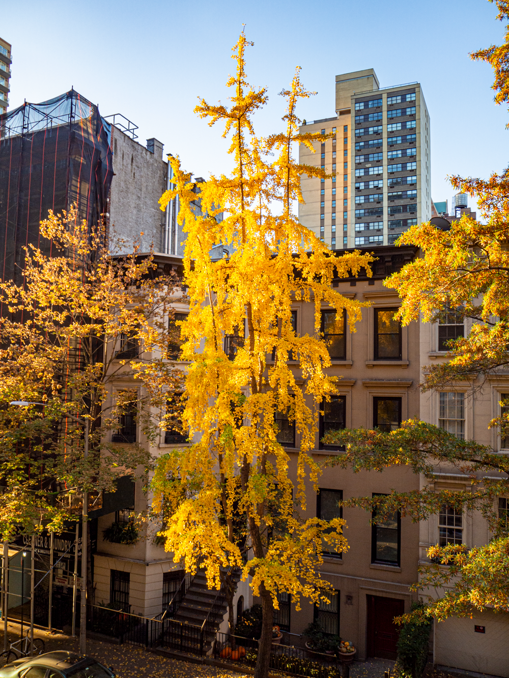 81st - yellow ginko-yellow-2.png