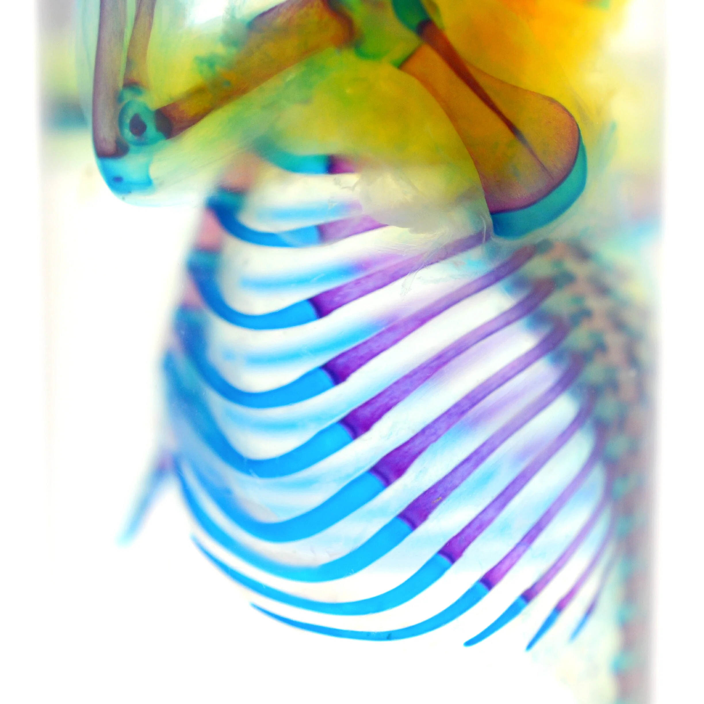Nighttime Nicholas | Toronto Diaphonization & Cleared and Stained Specimens