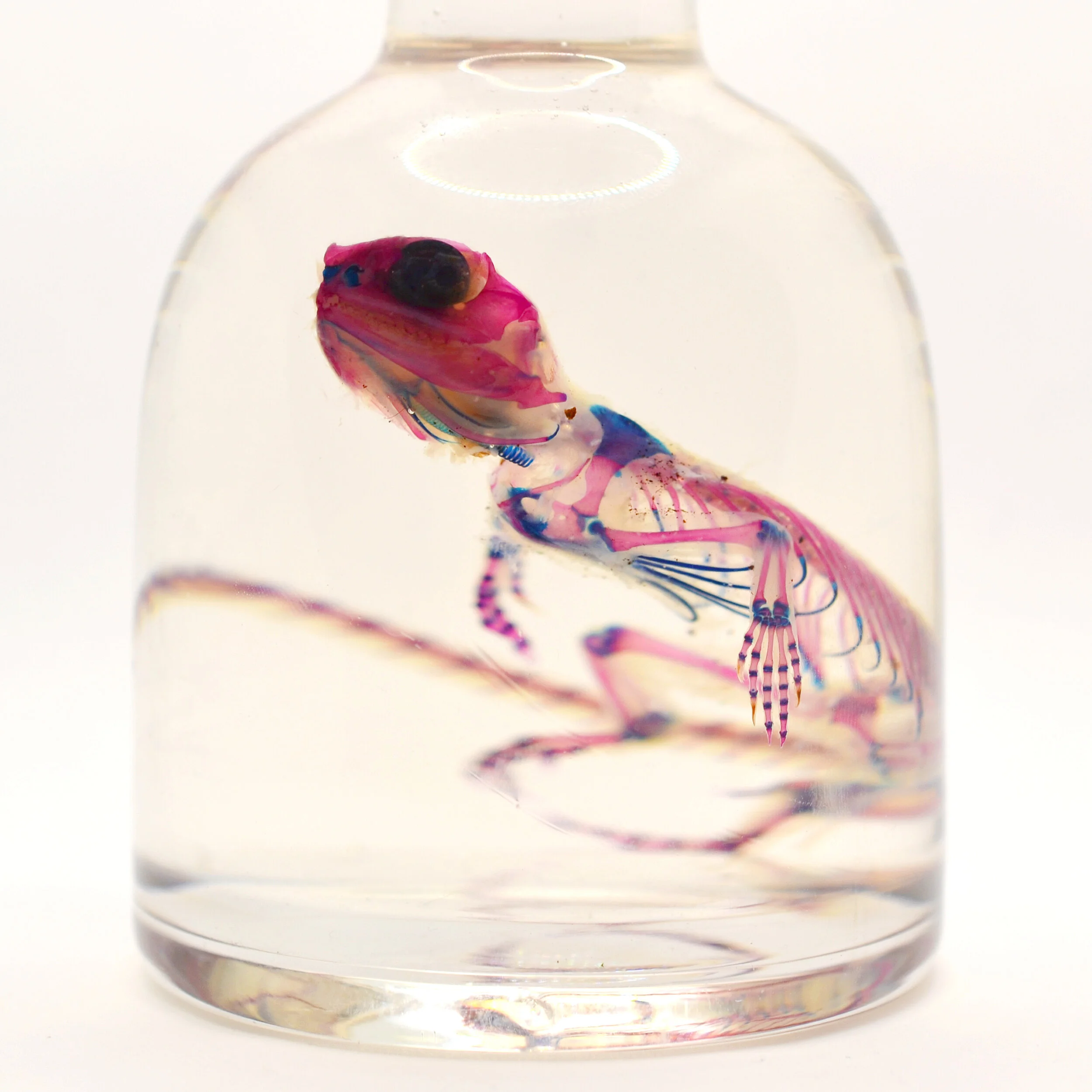 Diaphonization Examples Nighttime Nicholas | Toronto Diaphonization & Cleared and Stained Specimens