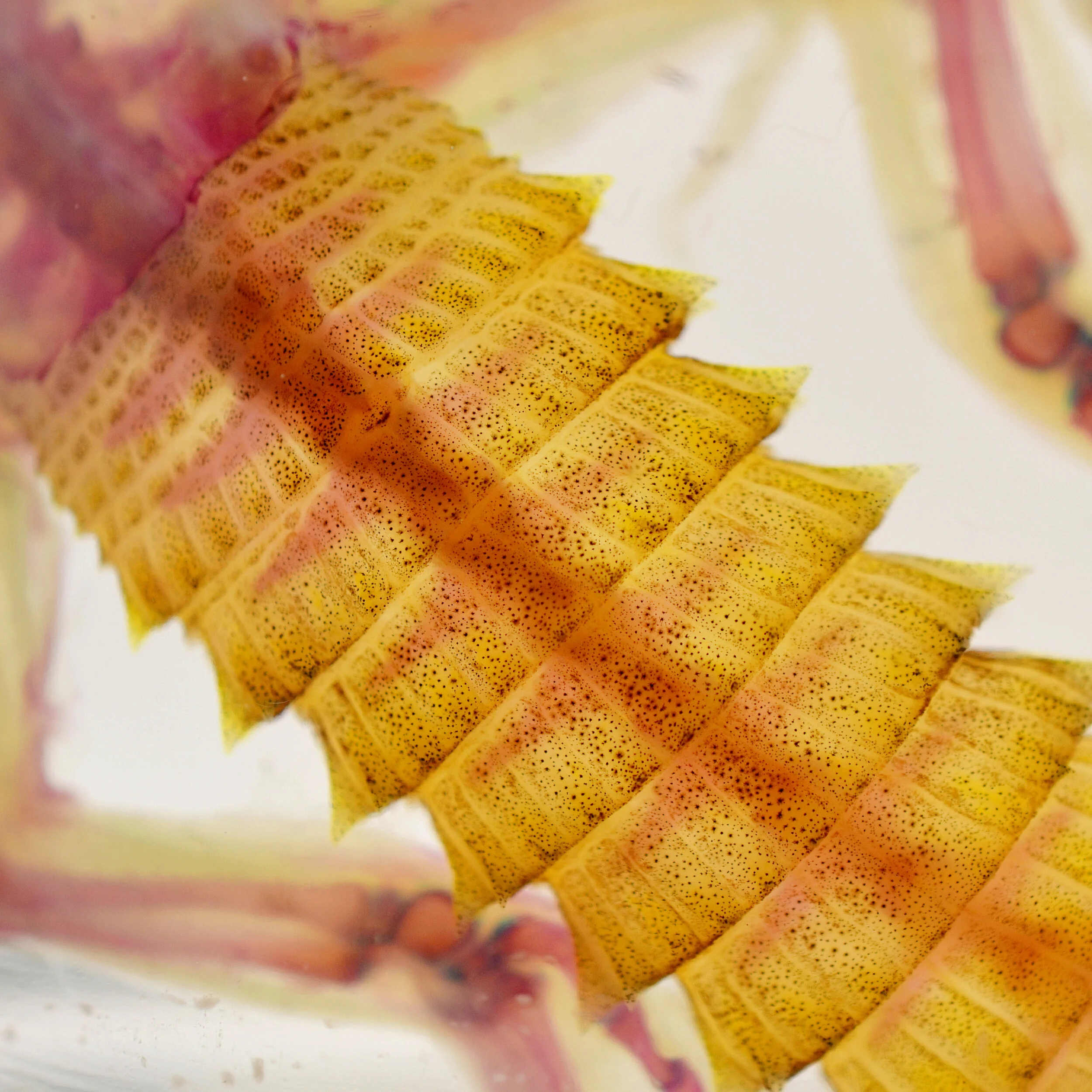Nighttime Nicholas | Toronto Diaphonization & Cleared and Stained Specimens