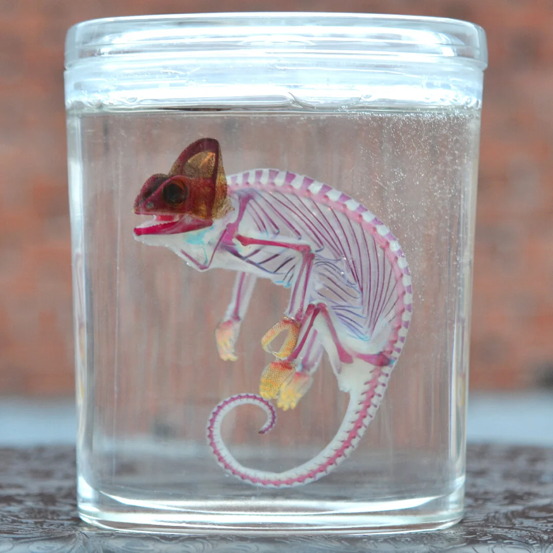 SUSPENDED VEILED CHAMELEON