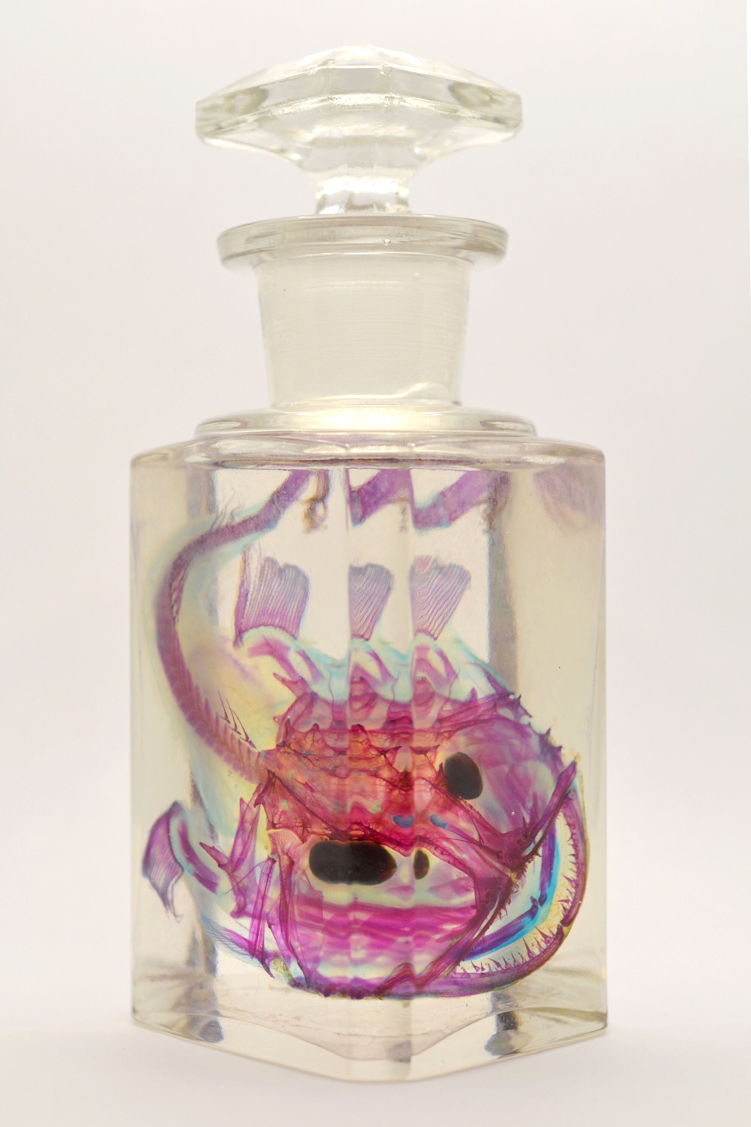 ANGLERFISH IN VINTAGE GROUND GLASS FLASK