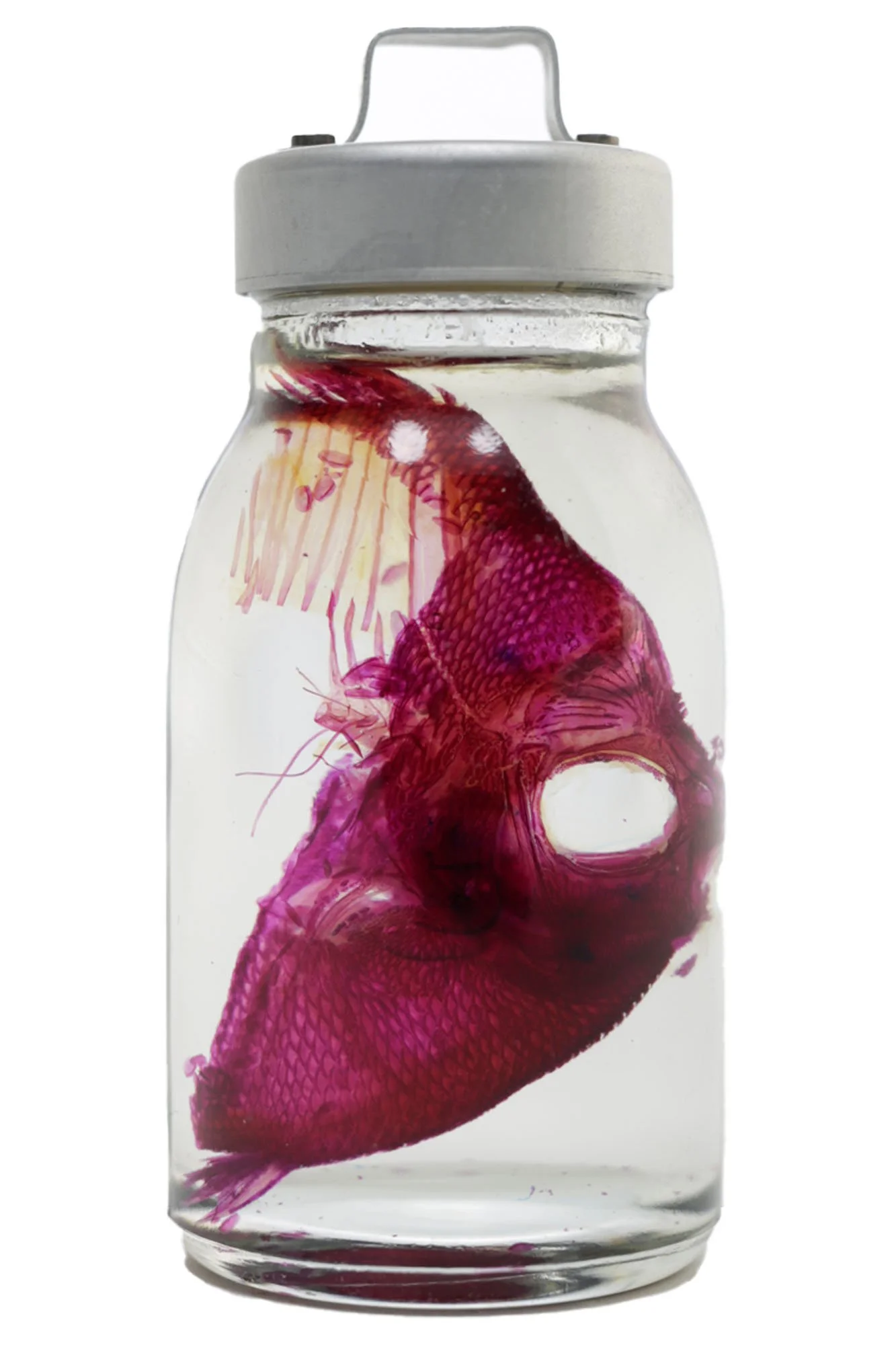 Fish Face in Wide Container