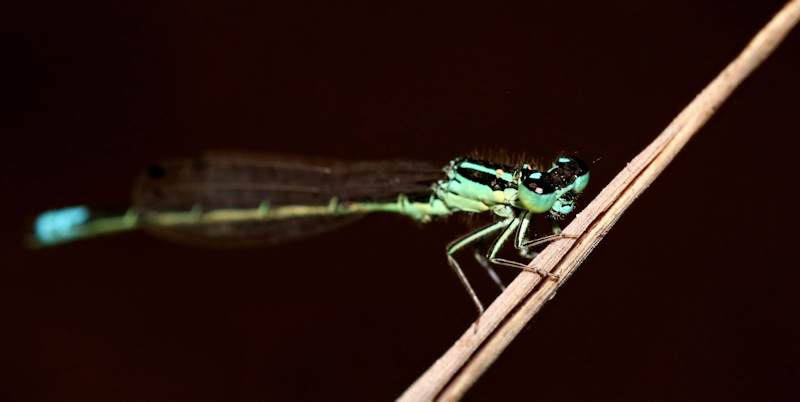 green damsel 2.jpg