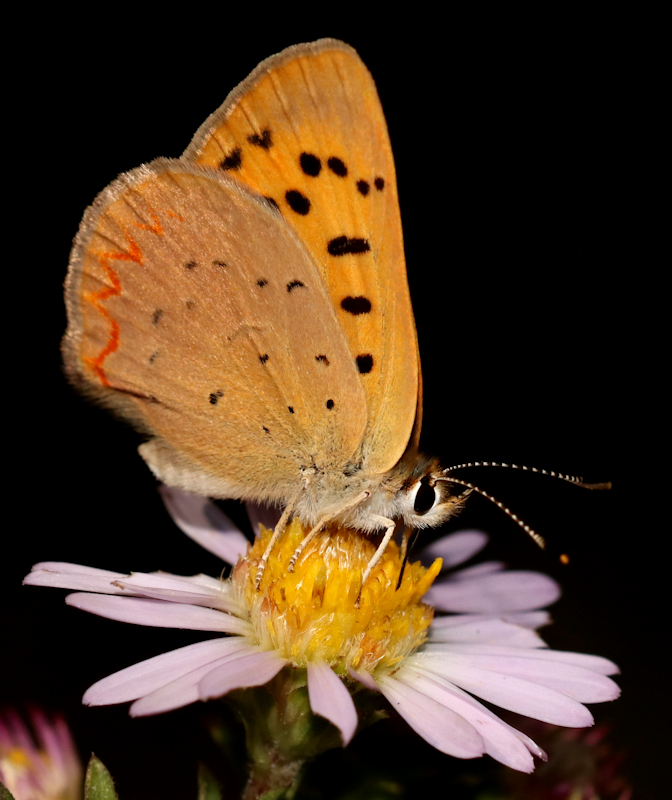 copper on aster.jpg